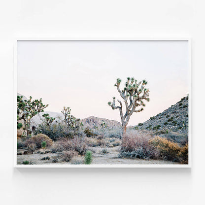 Desert Evening