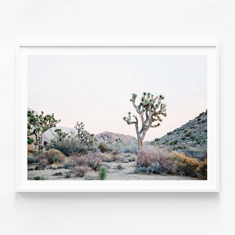 Desert Evening