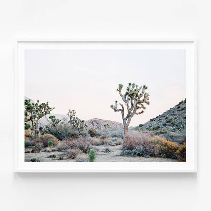 Desert Evening