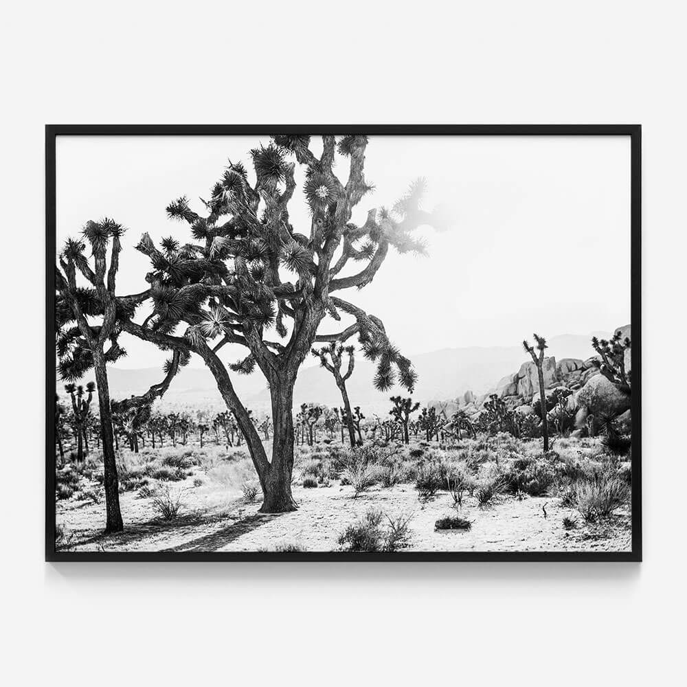 Desert Morning B&W