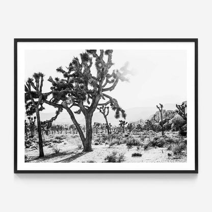 Desert Morning B&W