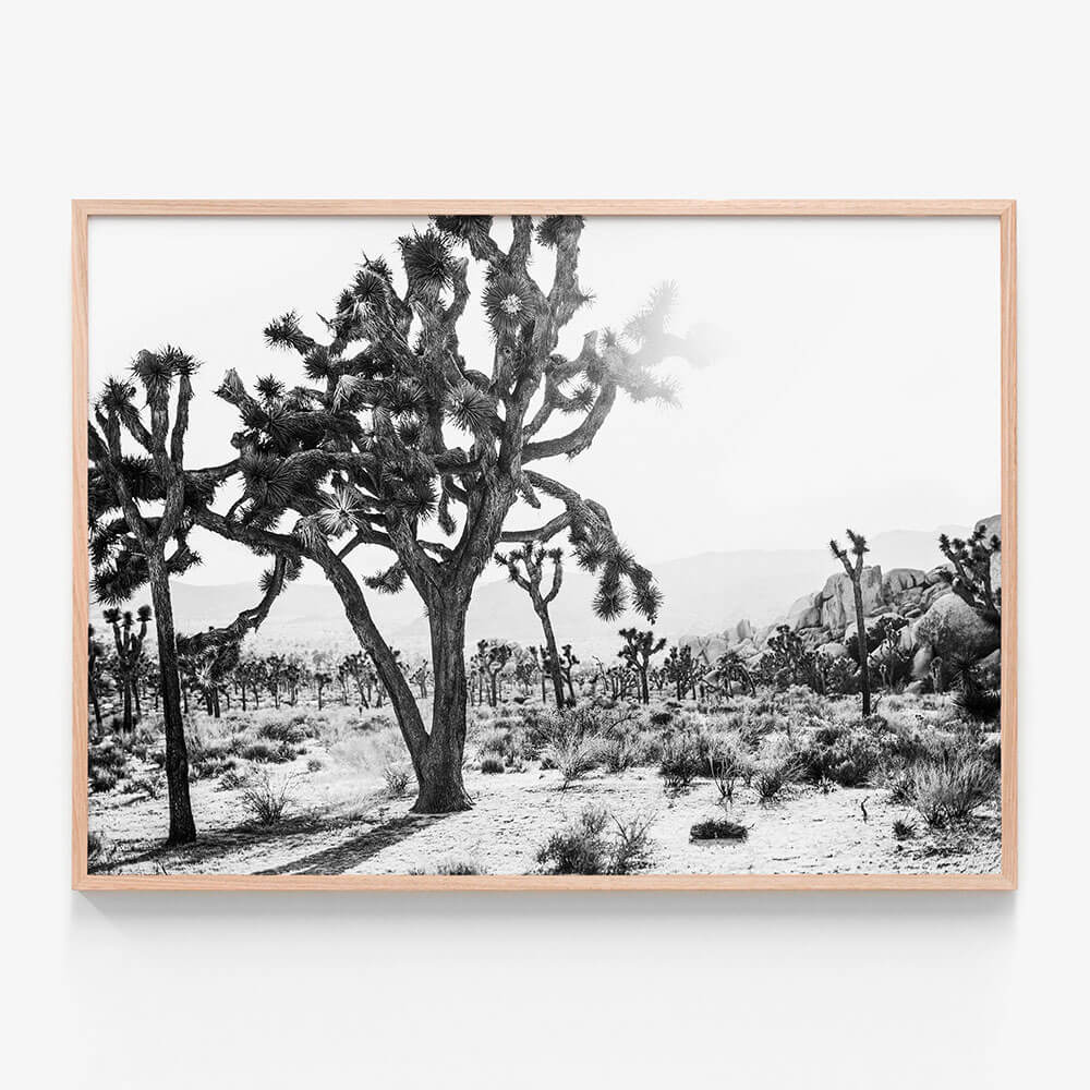 Desert Morning B&W