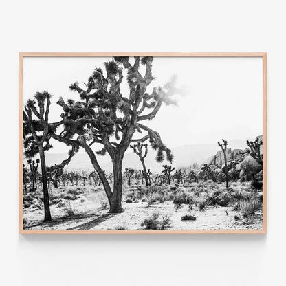 Desert Morning B&W