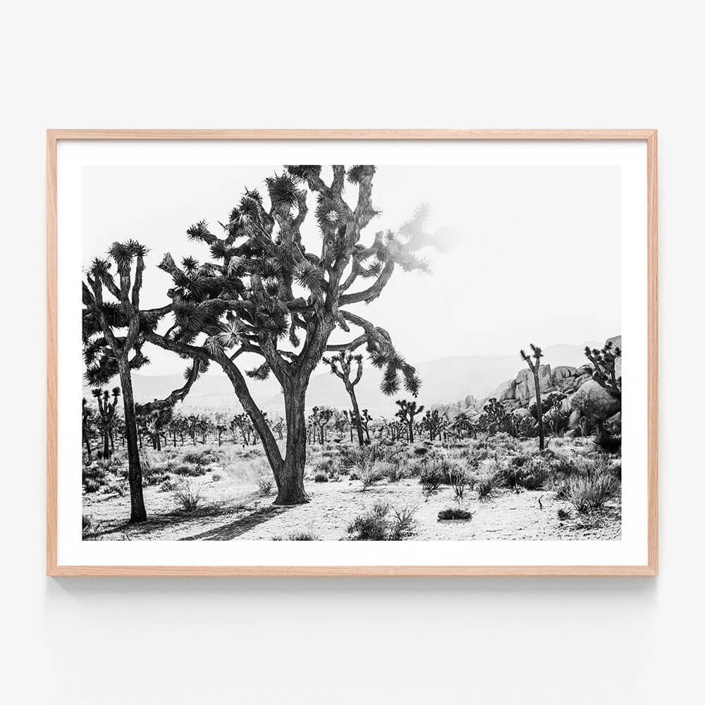 A framed print of a black and white photo of the Joshua Tree desert landscape.