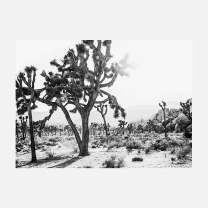 Desert Morning B&W