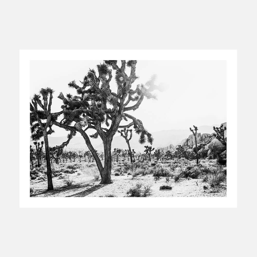A poster print of a black and white photo of the Joshua Tree desert landscape.