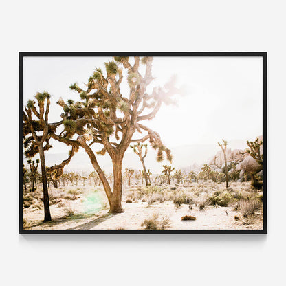 Desert Morning