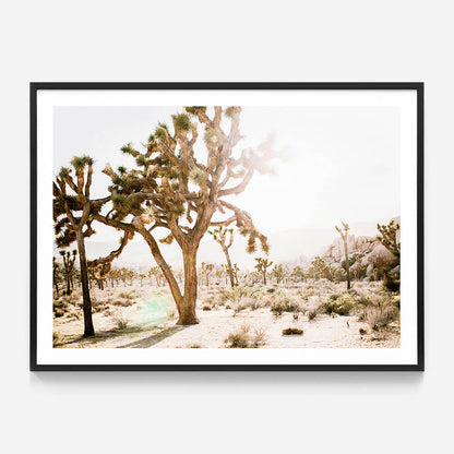Desert Morning