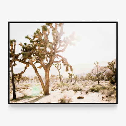 Desert Morning Canvas
