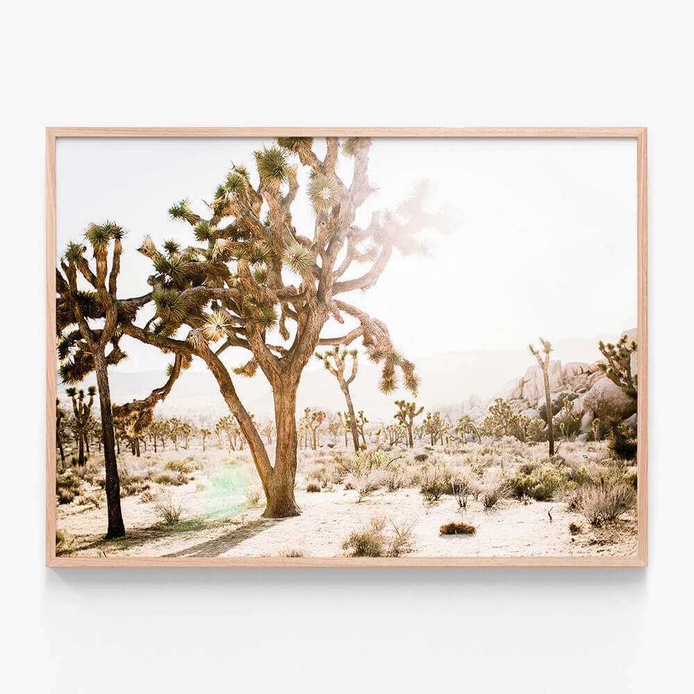 Desert Morning