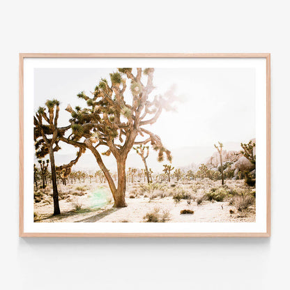 Desert Morning