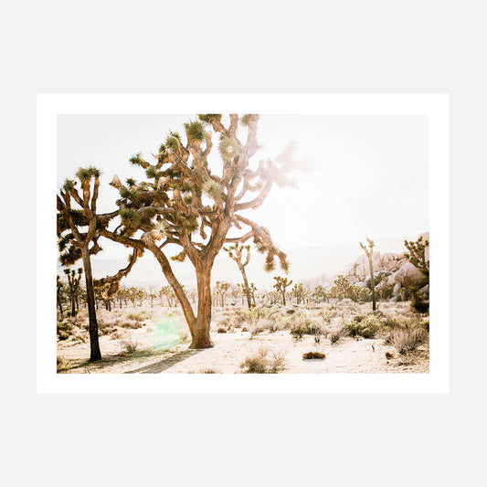 Desert Morning