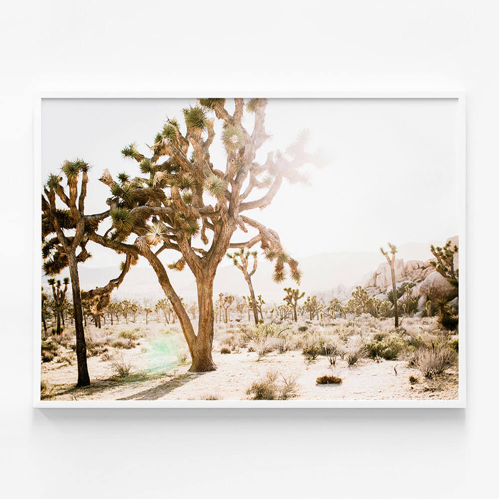 Desert Morning
