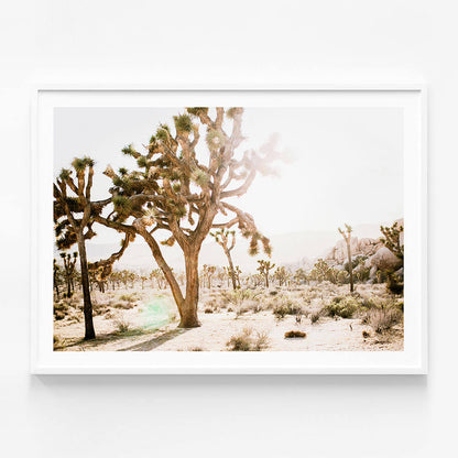 Desert Morning