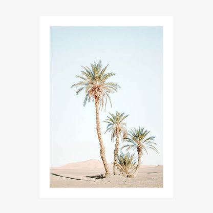 Desert Palms