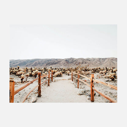 Desert Path