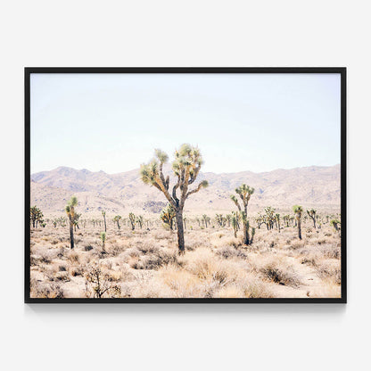 Desert Plain