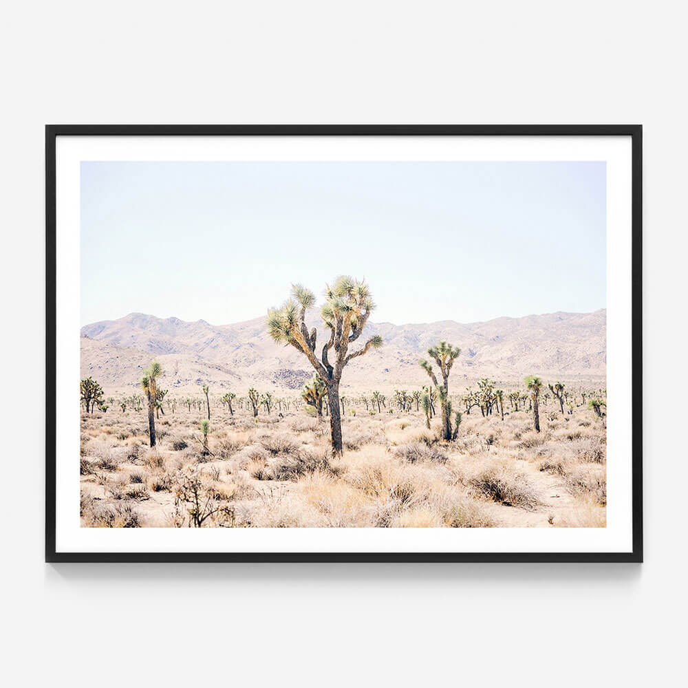 Desert Plain