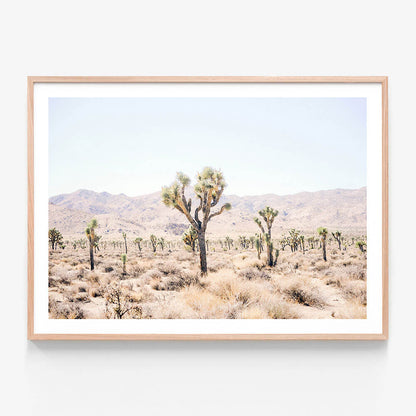 Desert Plain
