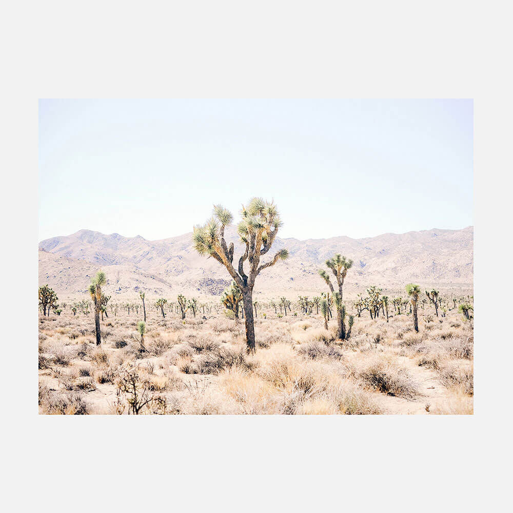 Desert Plain