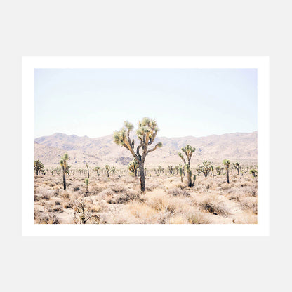 Desert Plain