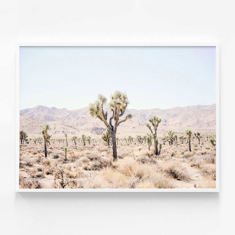 Desert Plain