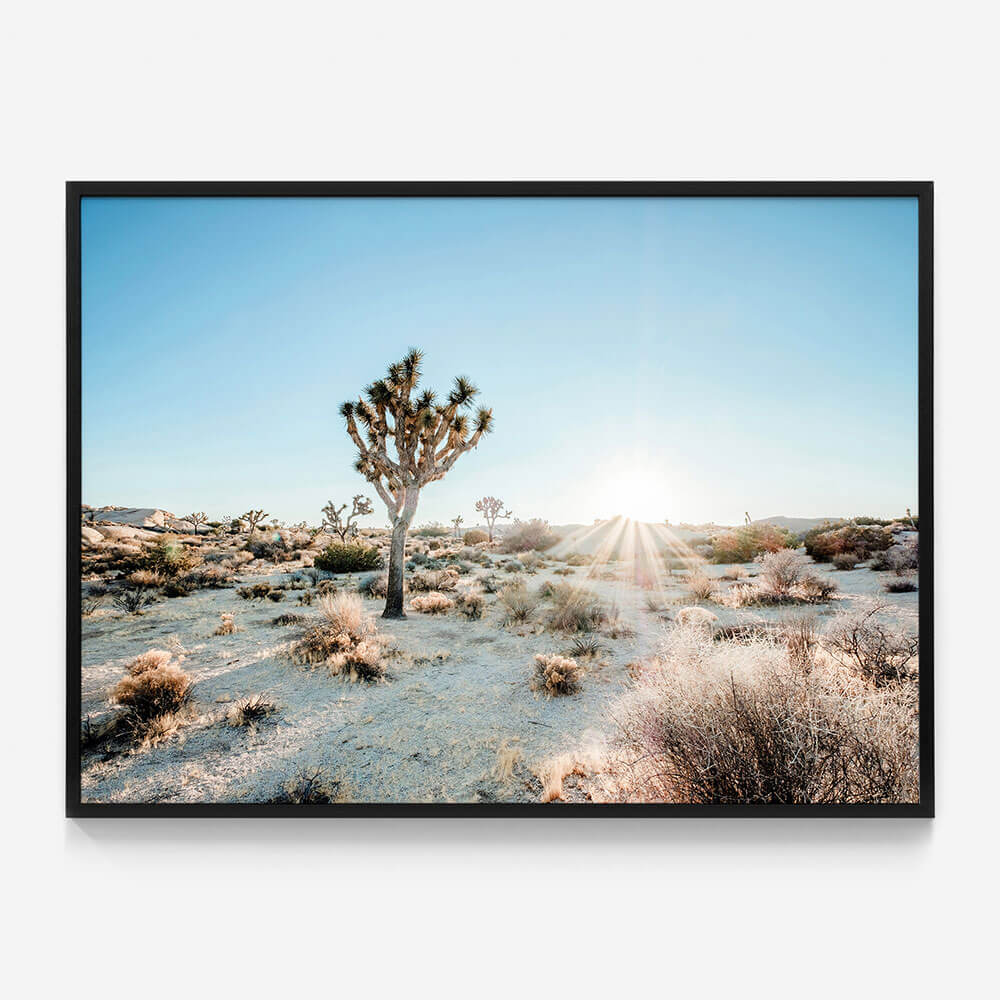 Desert Sunburst