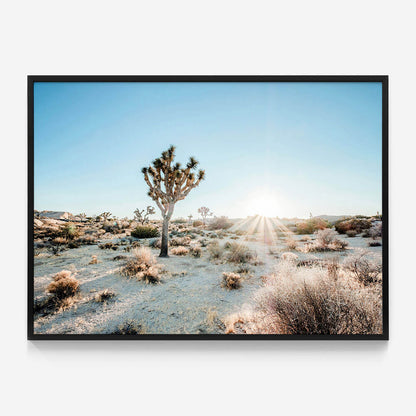 Desert Sunburst