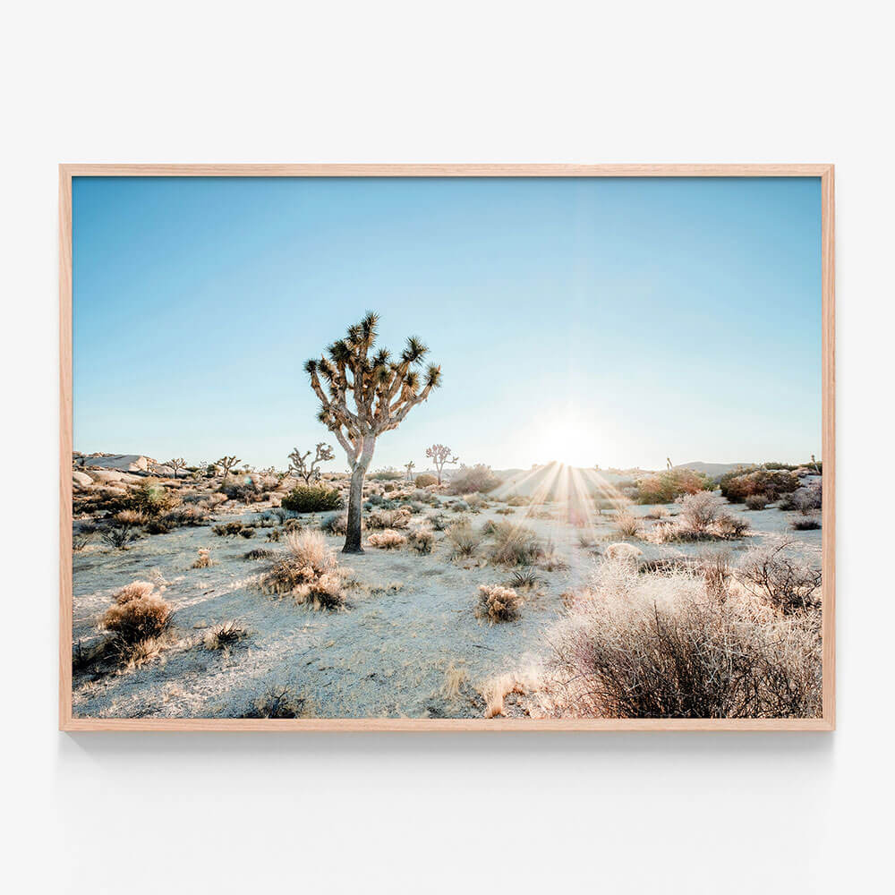 Desert Sunburst