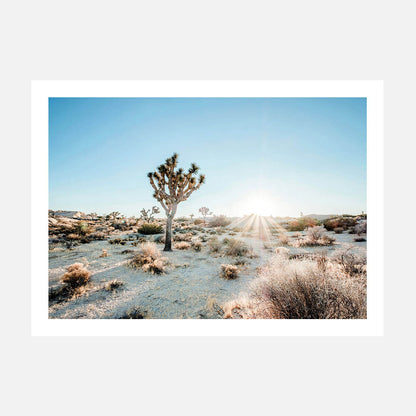Desert Sunburst