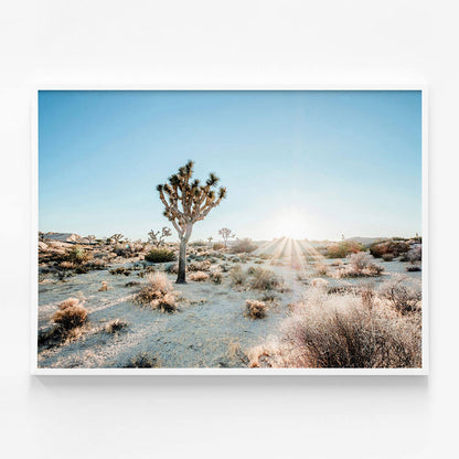 Desert Sunburst