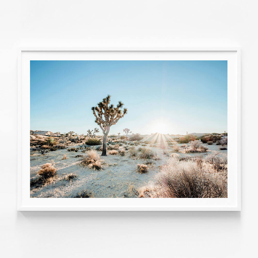 Desert Sunburst