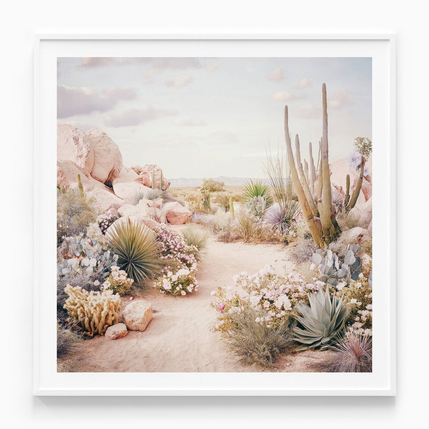Desert in Bloom