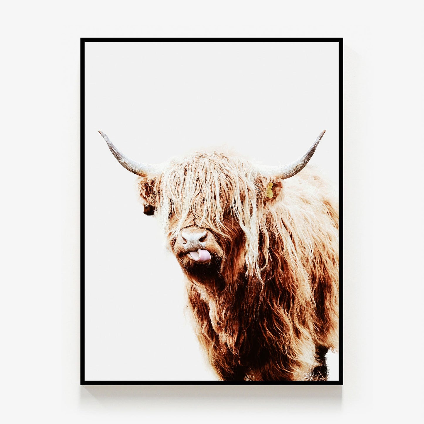 Dougal Canvas
