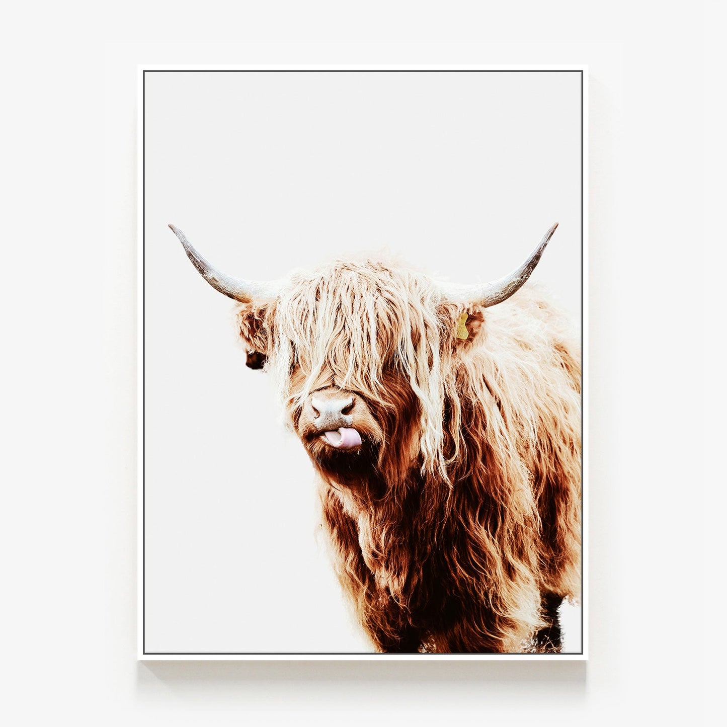 Dougal Canvas