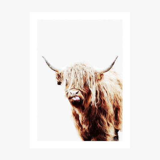 Dougal the highland cow art print poster