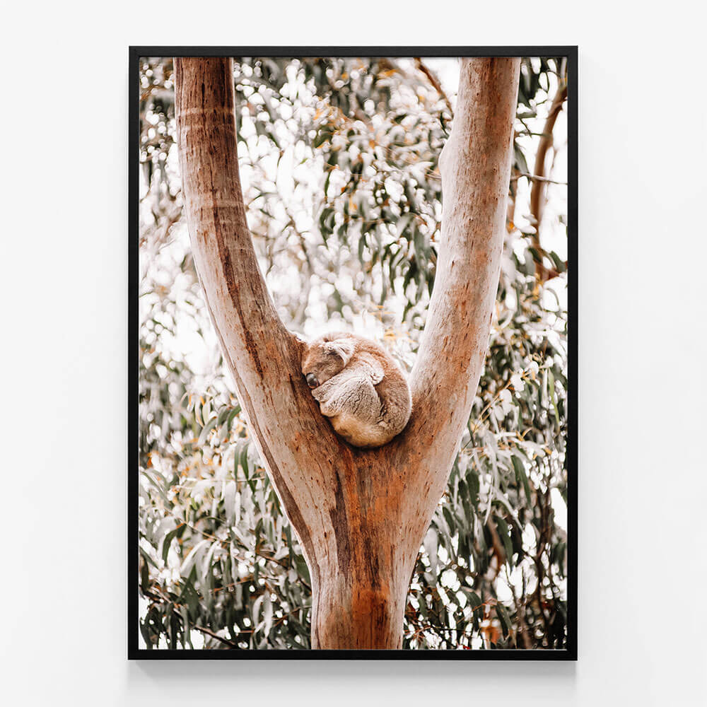 Dreaming Koala