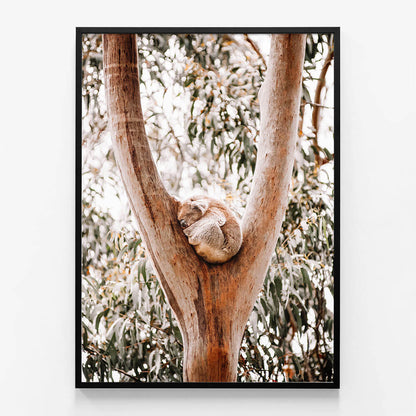 Dreaming Koala
