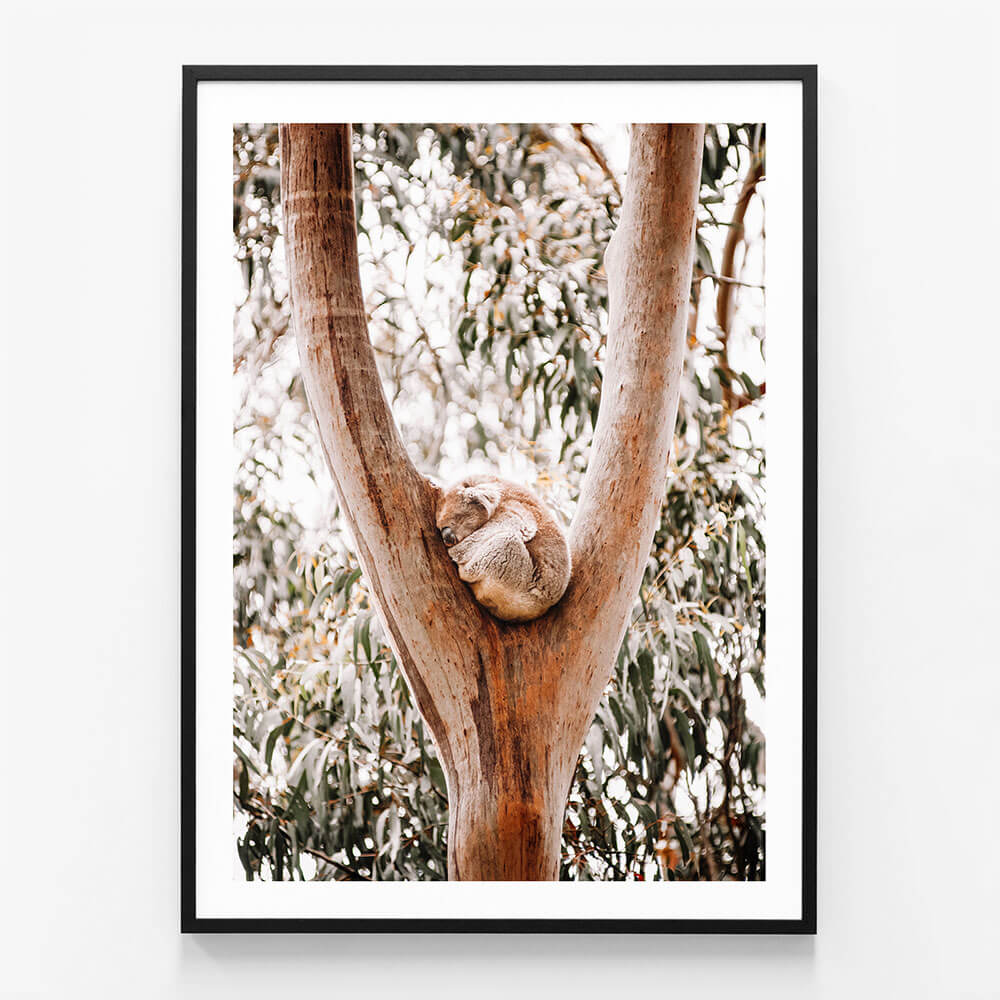 Dreaming Koala