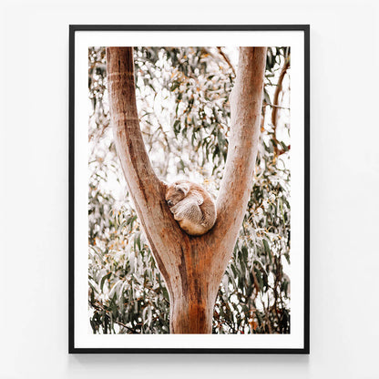 Dreaming Koala