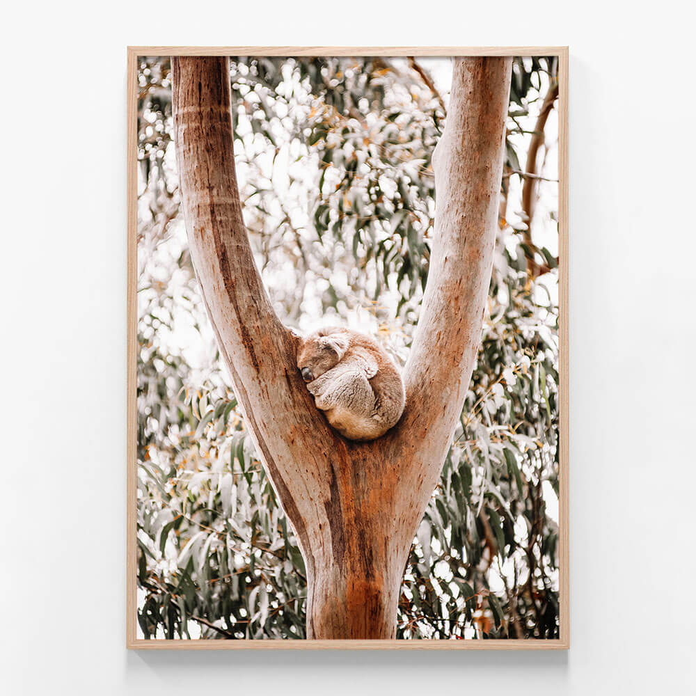 Dreaming Koala