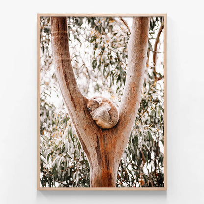 Dreaming Koala