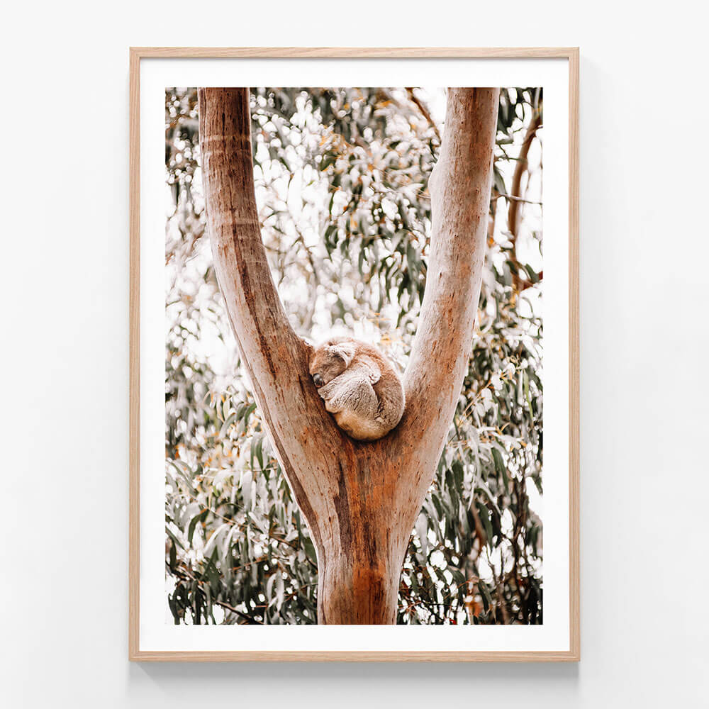 A framed art print of a koala sleeping in a gum tree.