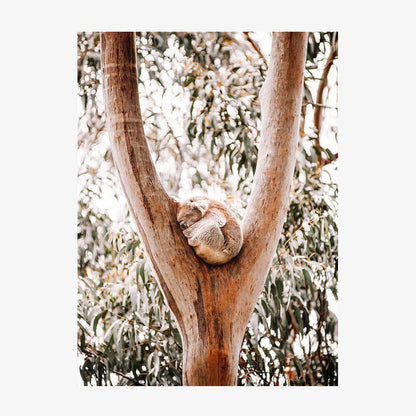 Dreaming Koala