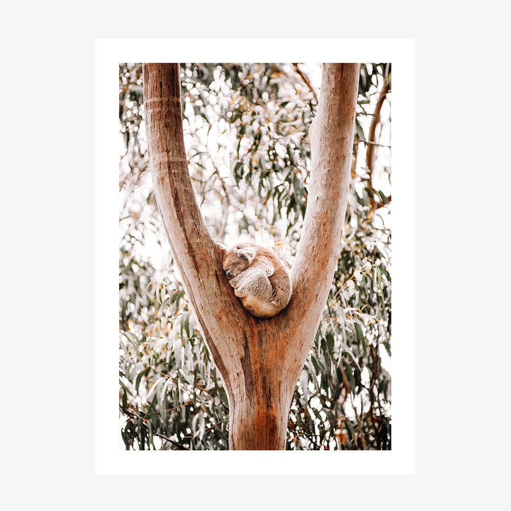 A photo art print of a koala sleeping in a gum tree.