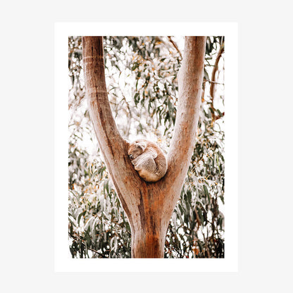 A photo art print of a koala sleeping in a gum tree.