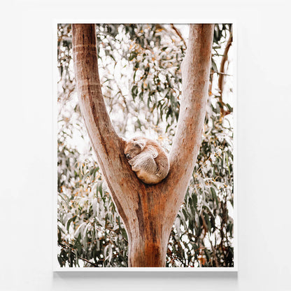 Dreaming Koala