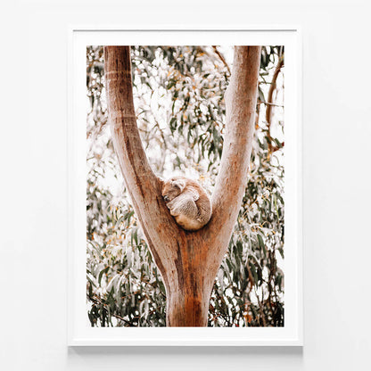 Dreaming Koala