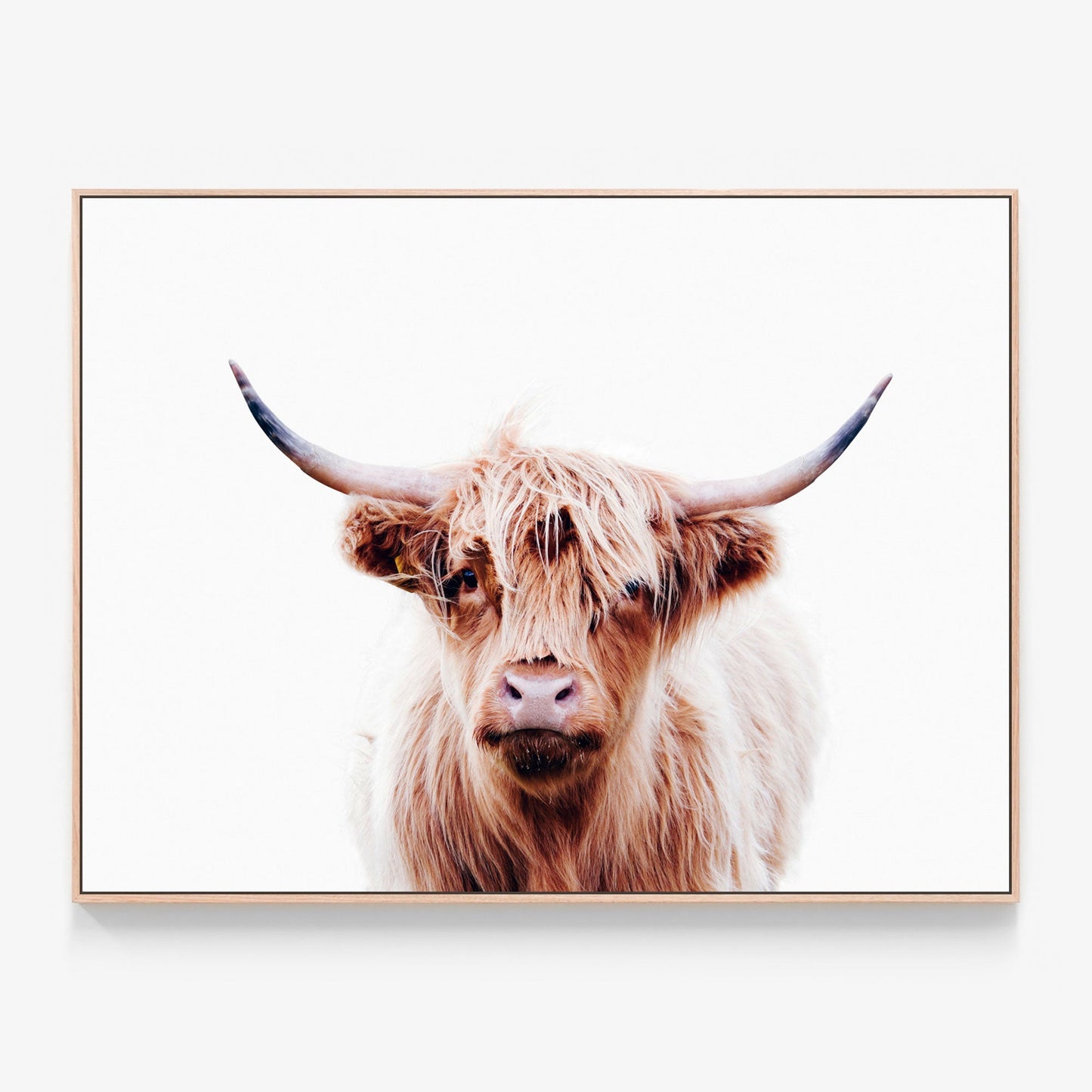 Duncan highland cow canvas wall art with oak float frame
