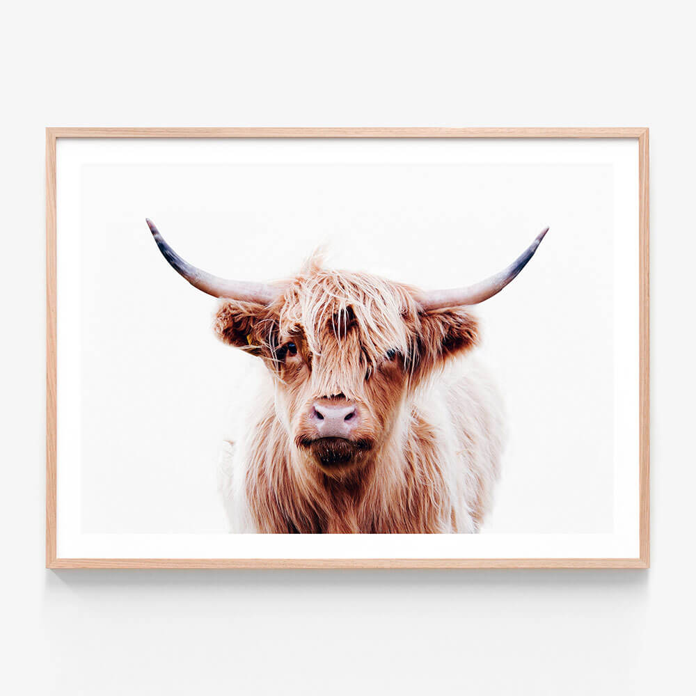 A framed wall art print of a close-up photo of a highland cow with a neutral expression.